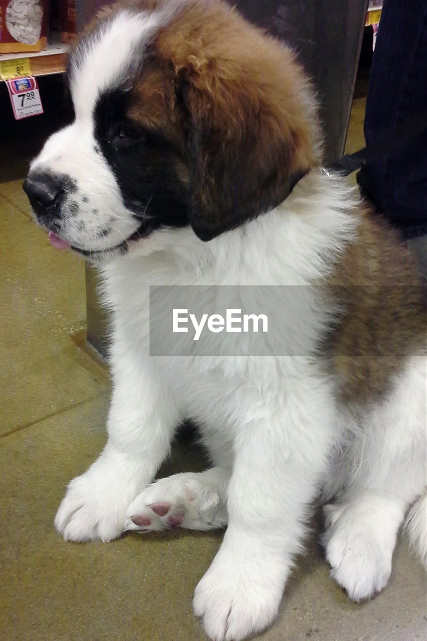 Close-up of a dog looking away