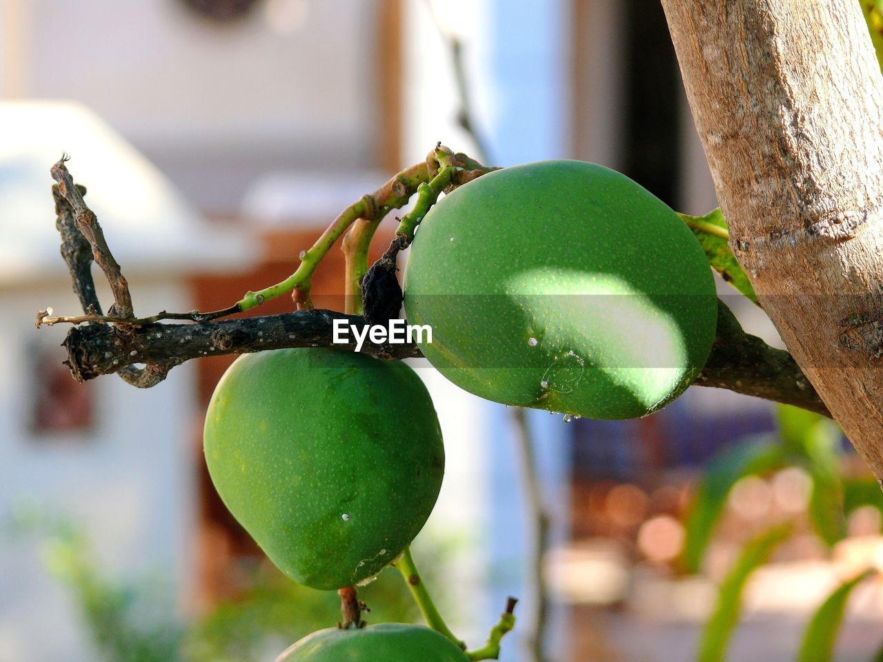 CLOSE-UP OF LEMON GROWING ON TREE