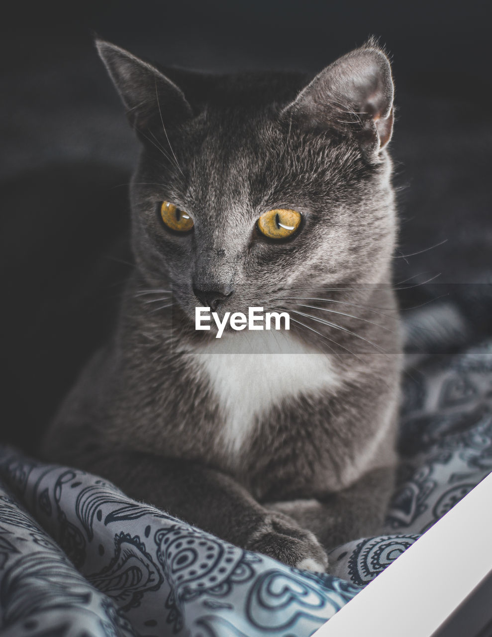 CLOSE-UP PORTRAIT OF CAT LOOKING AWAY