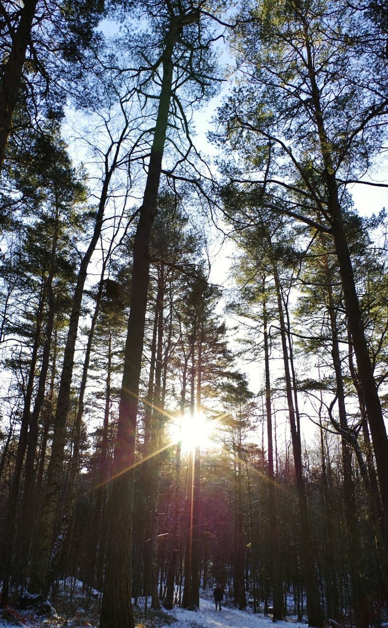 Sun shining through trees