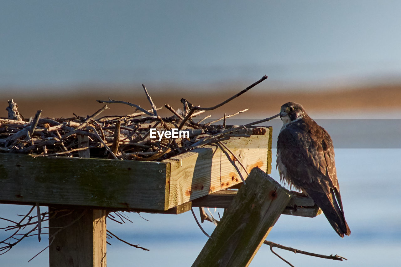 LOW ANGLE VIEW OF BIRD PERCHING ON BRANCH