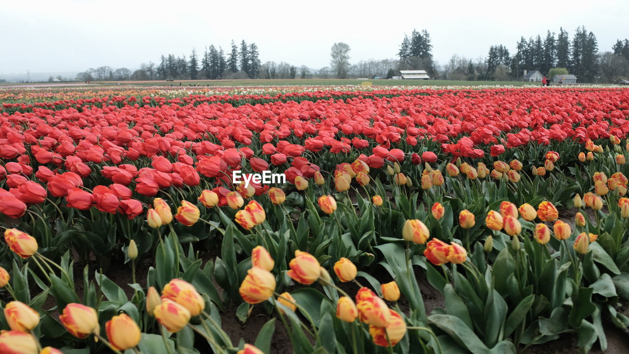 Red tulips in field