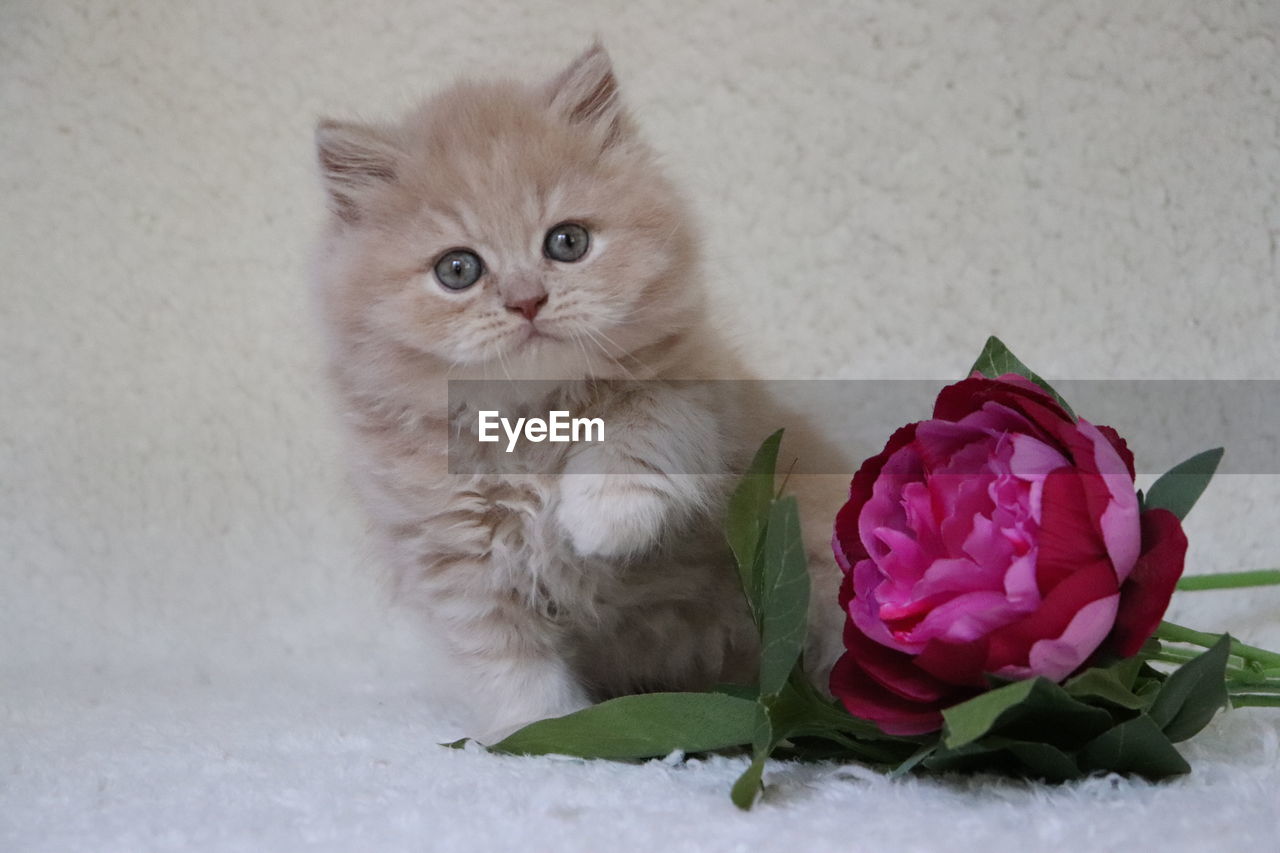 CLOSE-UP OF CAT WITH ROSE