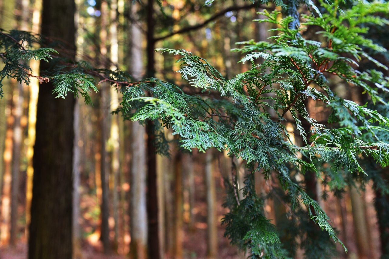 Close-up of green twigs in forest