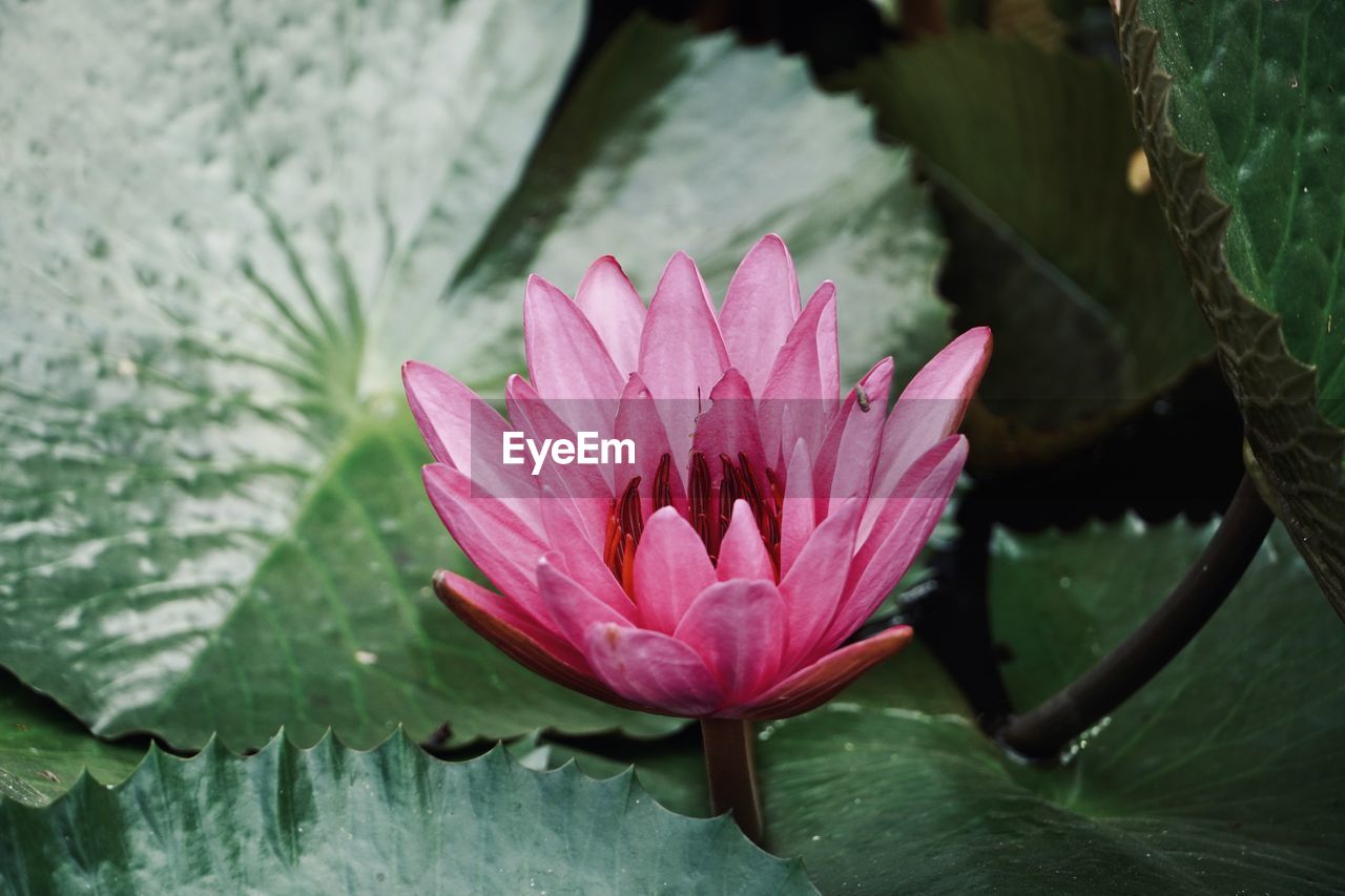 Close-up of pink lotus water lily in lake. floating water lily. colorful water lily.