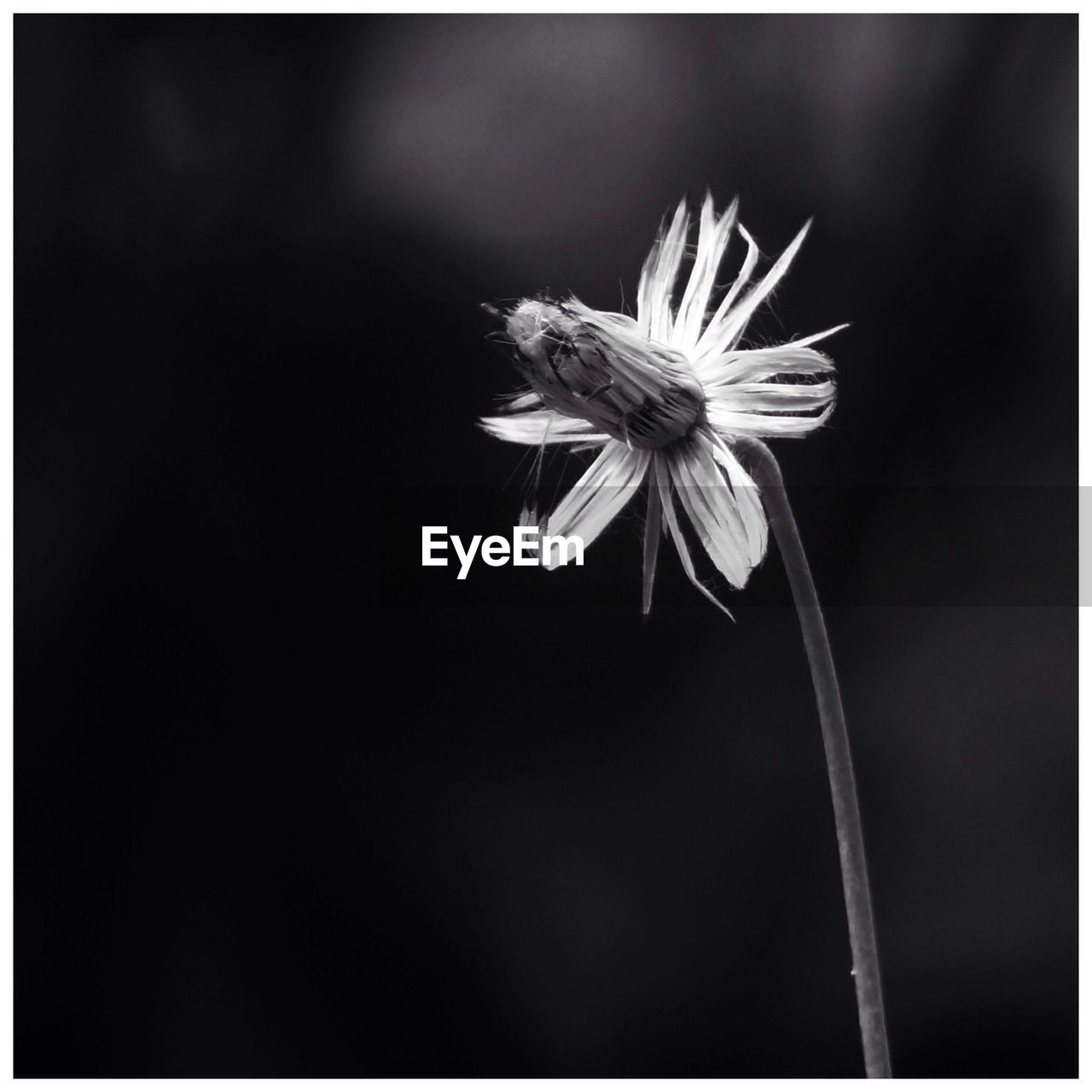 Close-up of flower against blurred background