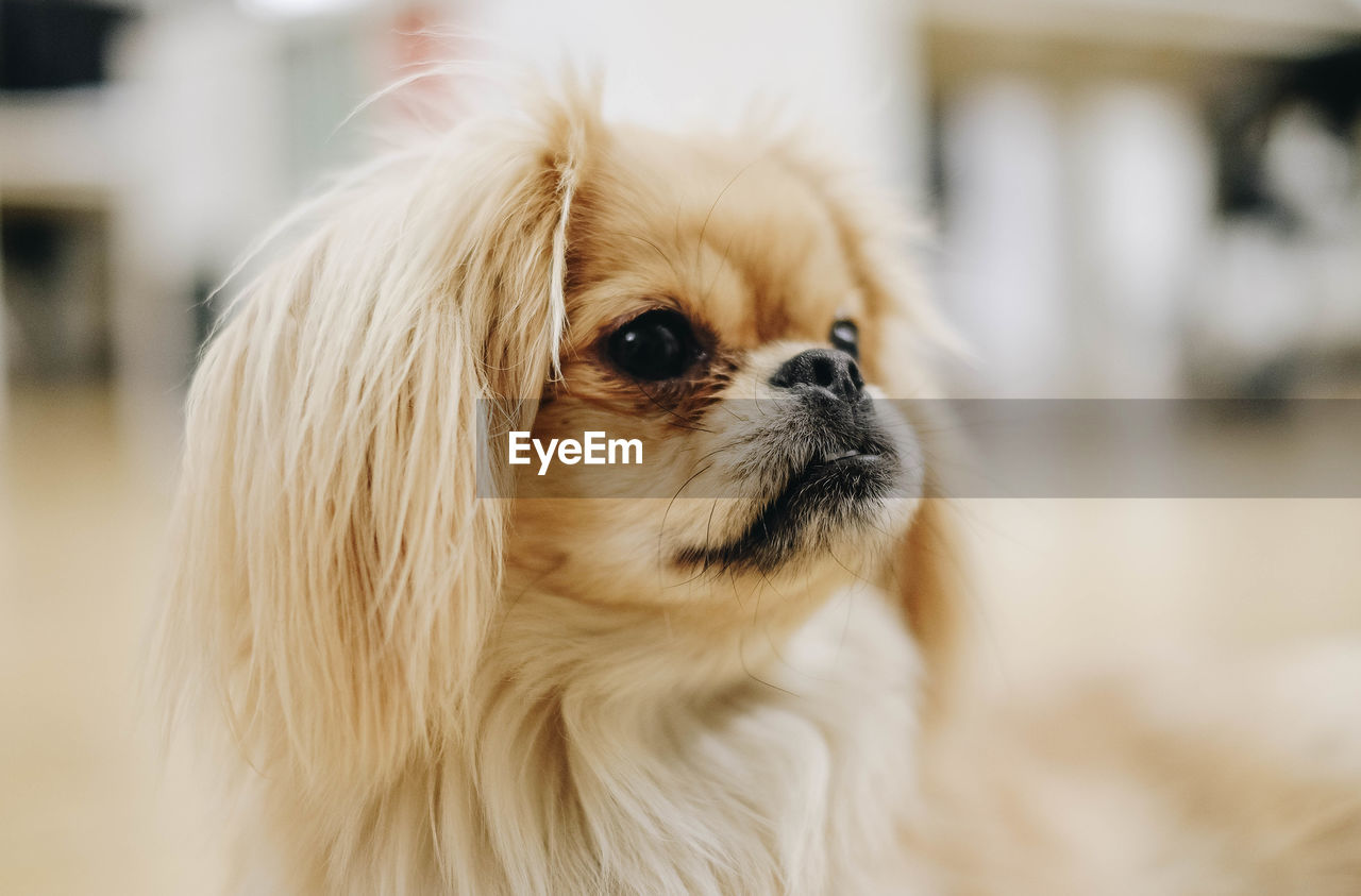 Close-up of a dog looking away