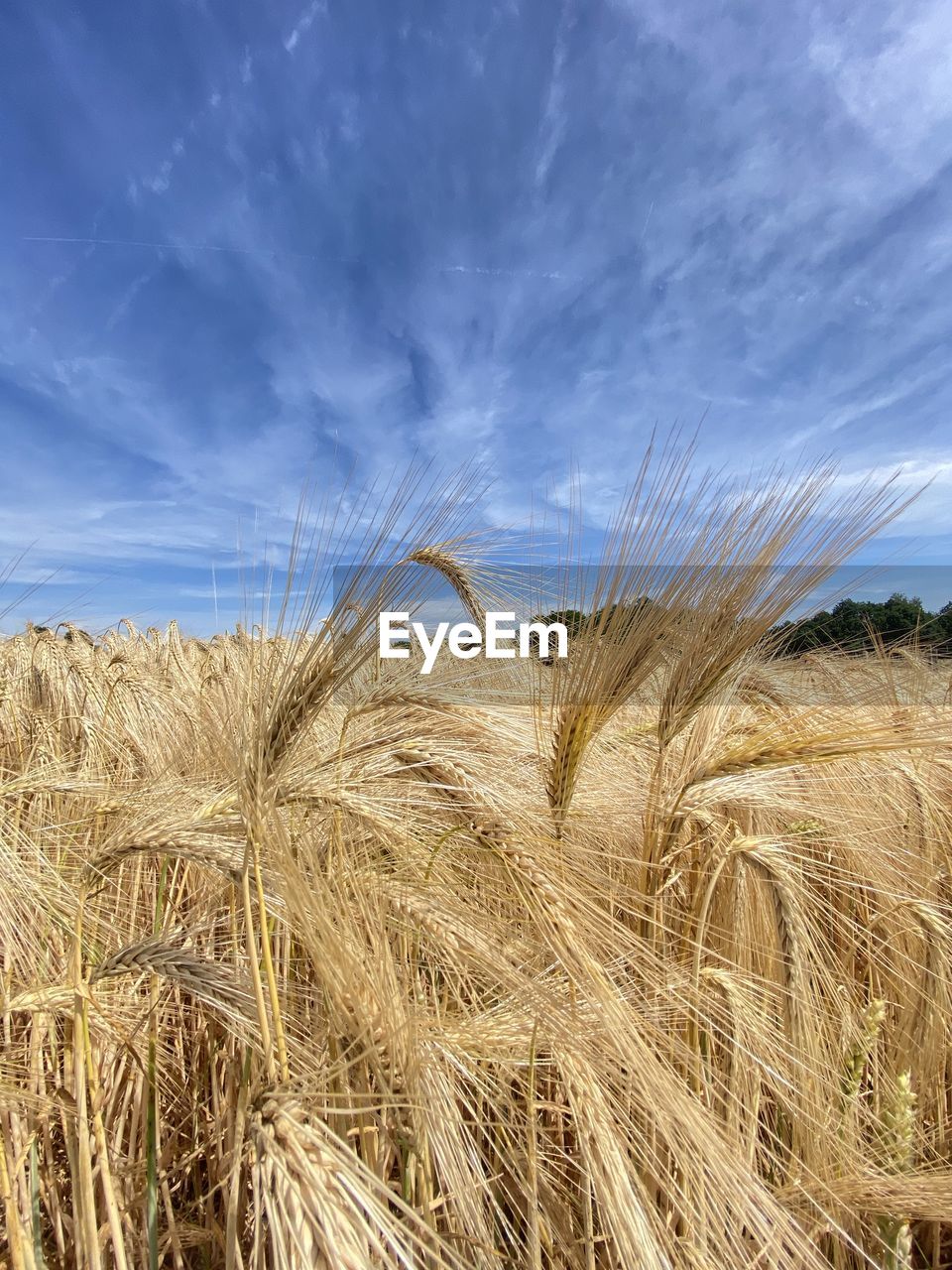 nature, crop, agriculture, cereal plant, plant, no people, rural scene, straw, landscape, day, blue, food, grass, outdoors, sky, sunlight, close-up, field, land, farm, wheat, barley, growth, environment, beauty in nature, hay