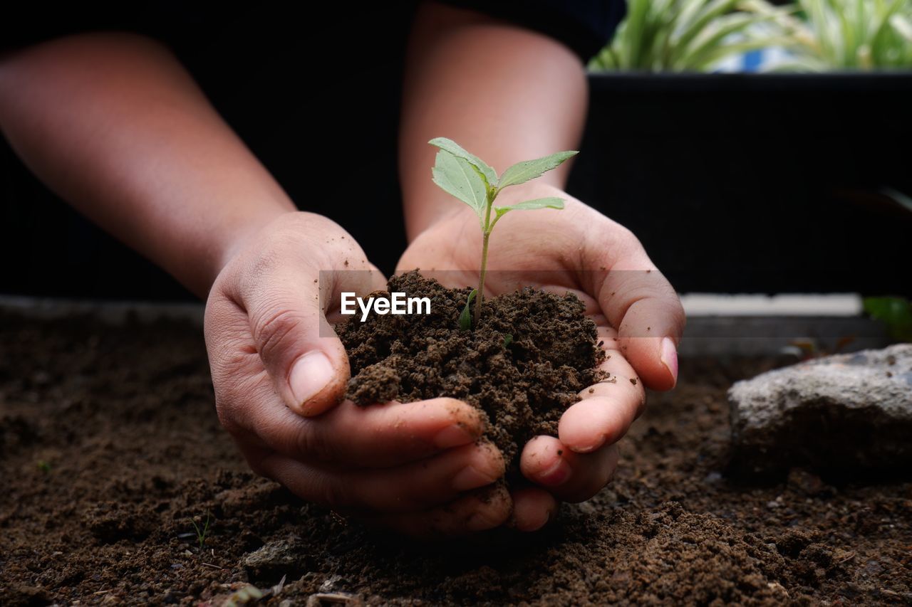 Close-up of hand holding plants