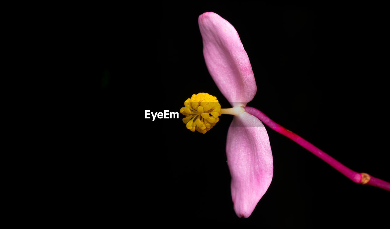 flower, flowering plant, freshness, black background, plant, petal, beauty in nature, flower head, inflorescence, studio shot, close-up, fragility, yellow, pink, macro photography, nature, no people, copy space, indoors, pollen, purple, growth, blossom, cut out, springtime