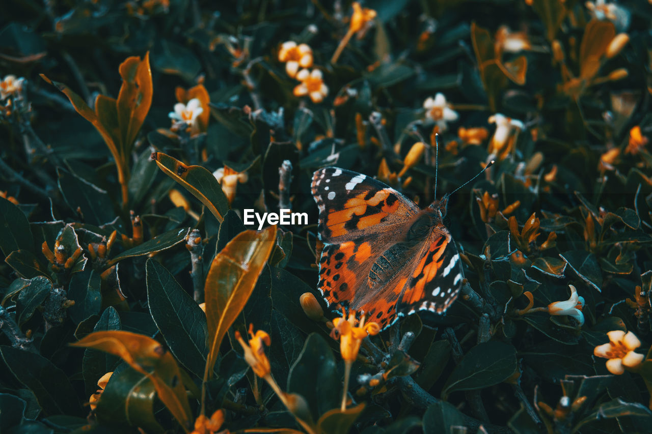 Close-up of orange butterfly on flower field