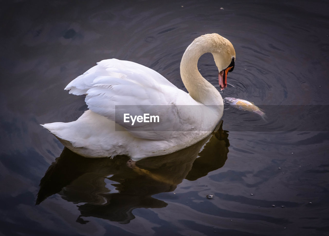 WHITE SWAN SWIMMING IN LAKE