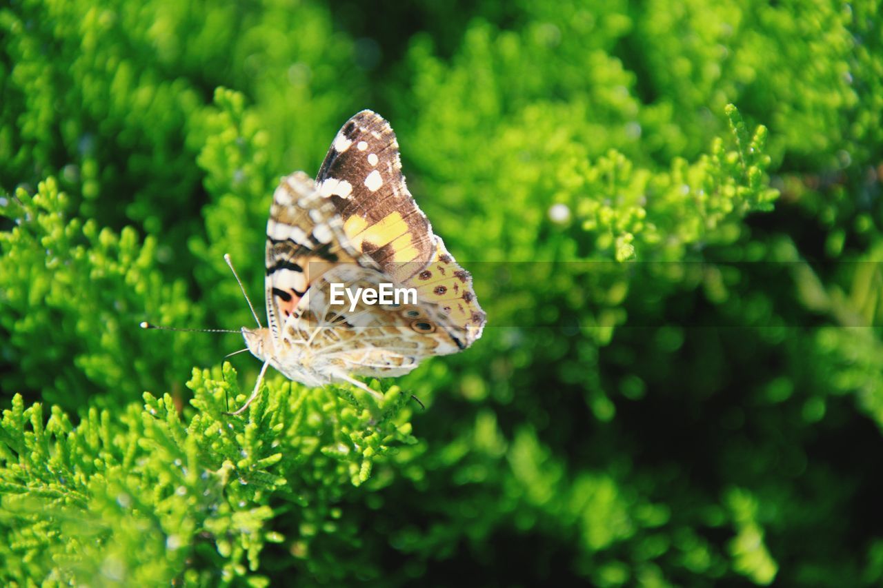 Close-up of butterfly pollinating flower