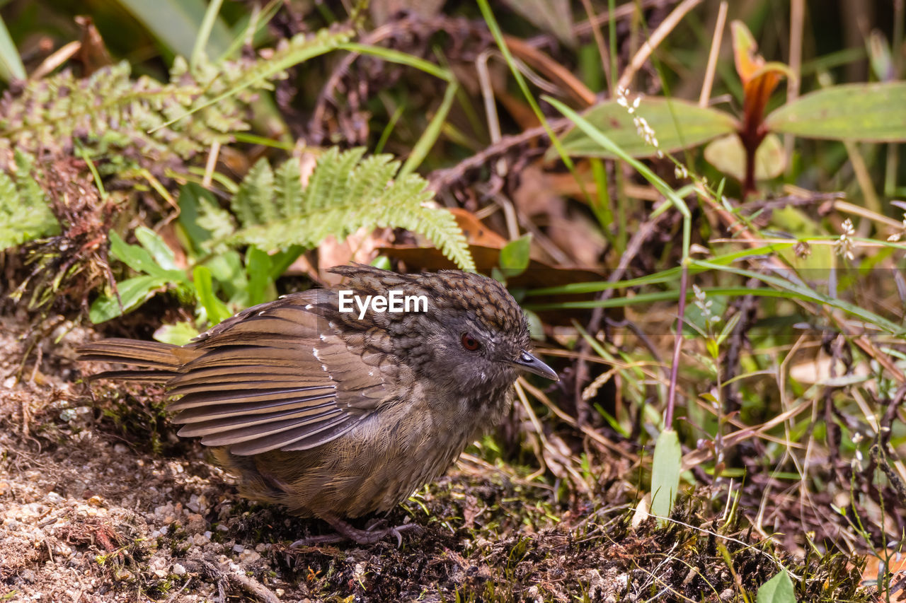 CLOSE-UP OF BIRD PERCHING ON PLANT IN FIELD