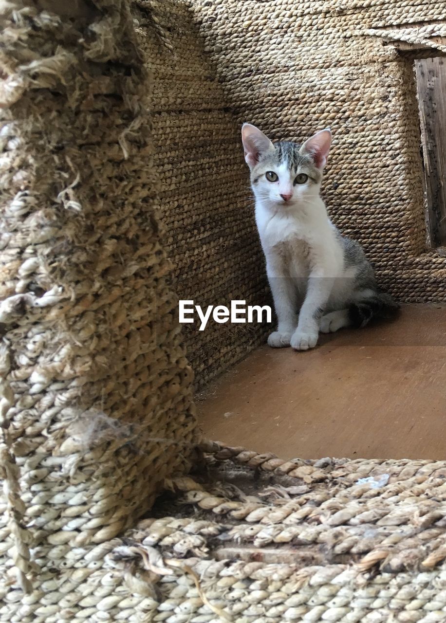 CLOSE-UP PORTRAIT OF CAT SITTING ON FLOOR