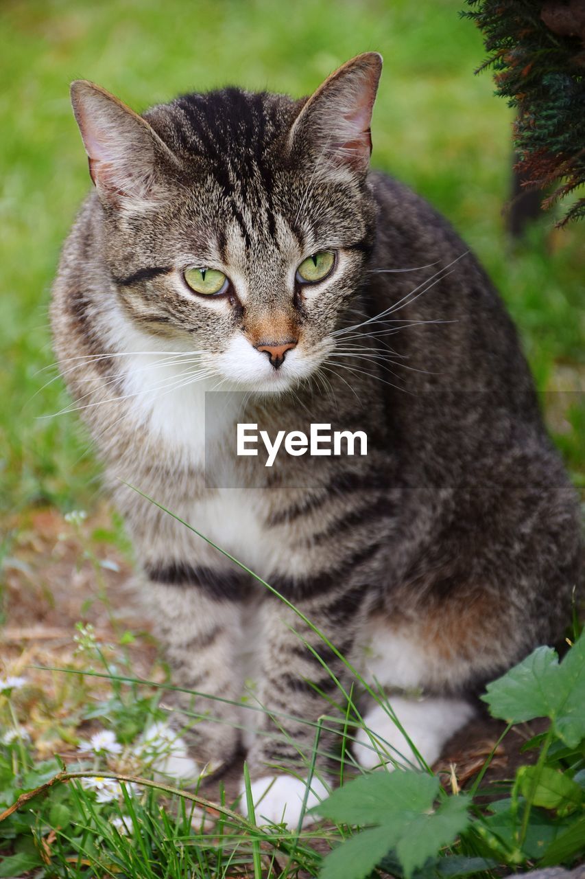 Portrait of tabby cat on field