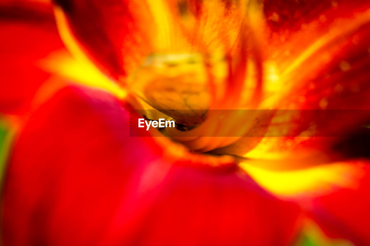 CLOSE-UP OF RED FLOWER BLOOMING OUTDOORS