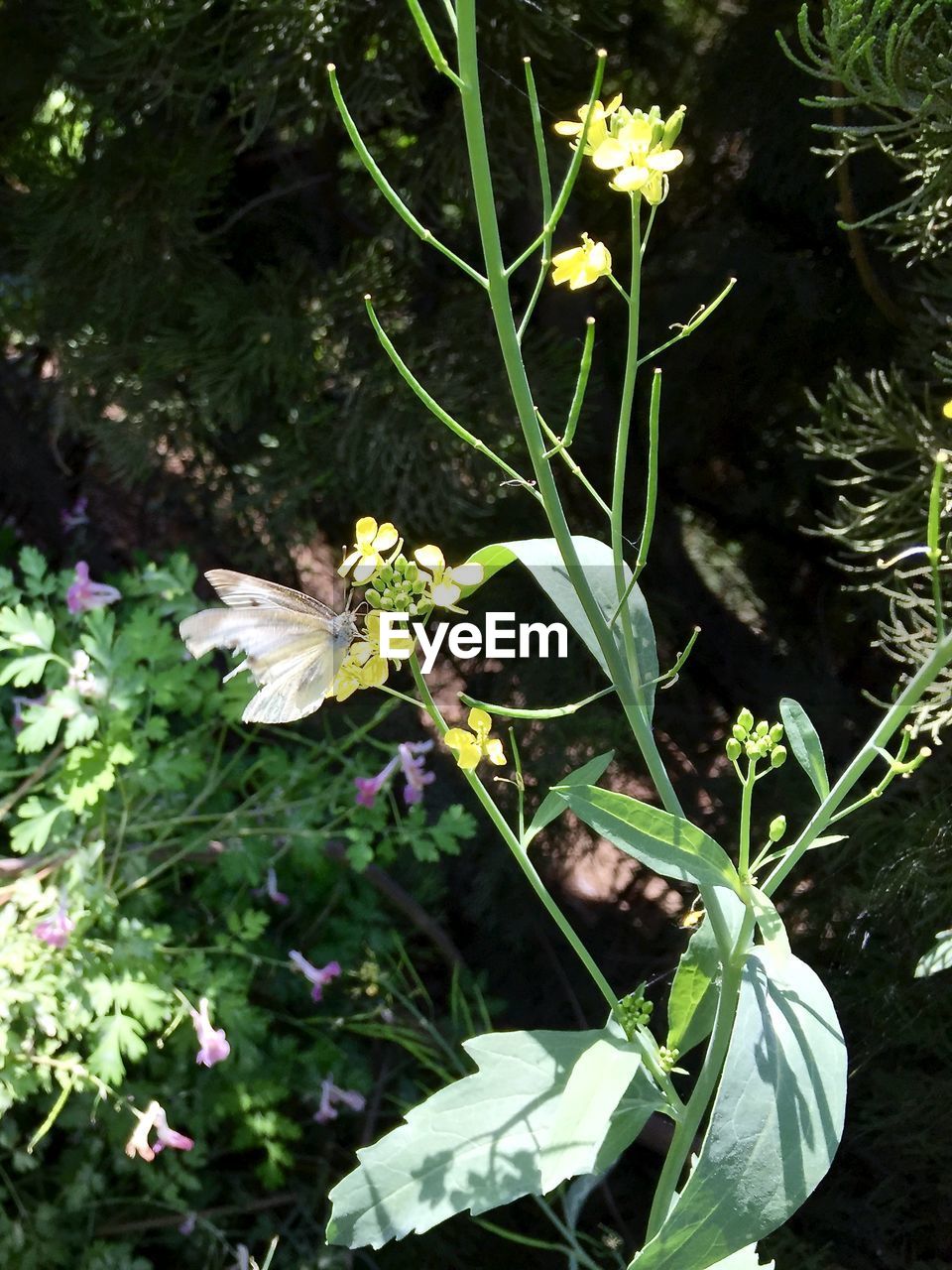 CLOSE-UP OF WHITE FLOWERS BLOOMING OUTDOORS