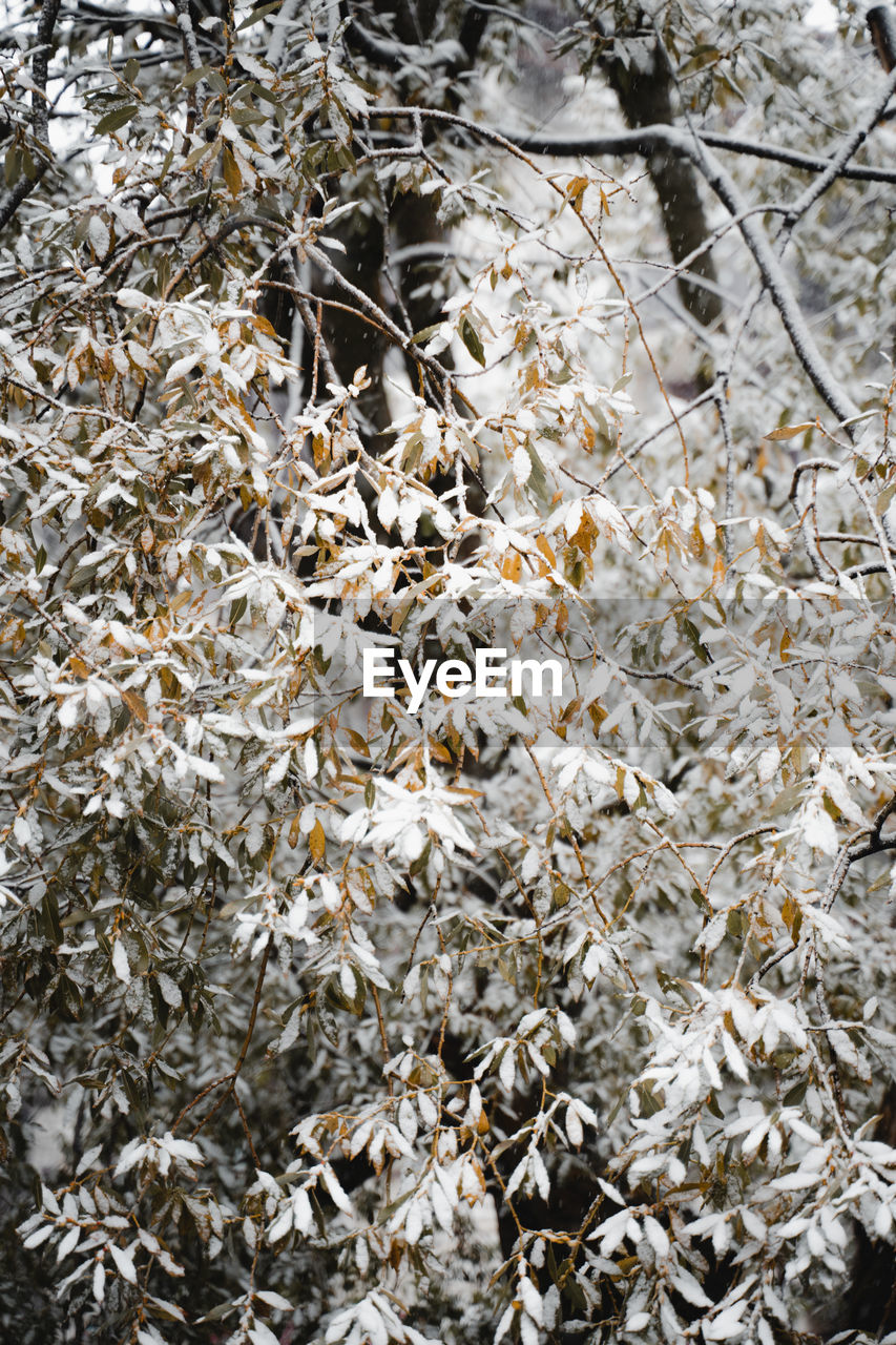 Full frame shot of snow covered plant