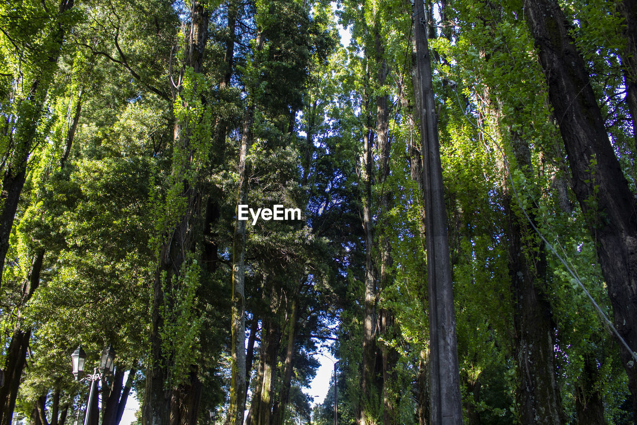 Low angle view of bamboo trees in forest