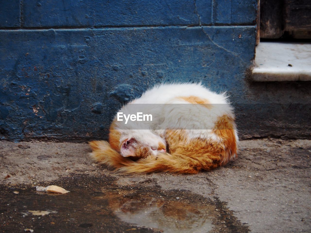 VIEW OF A CAT LYING ON WALL