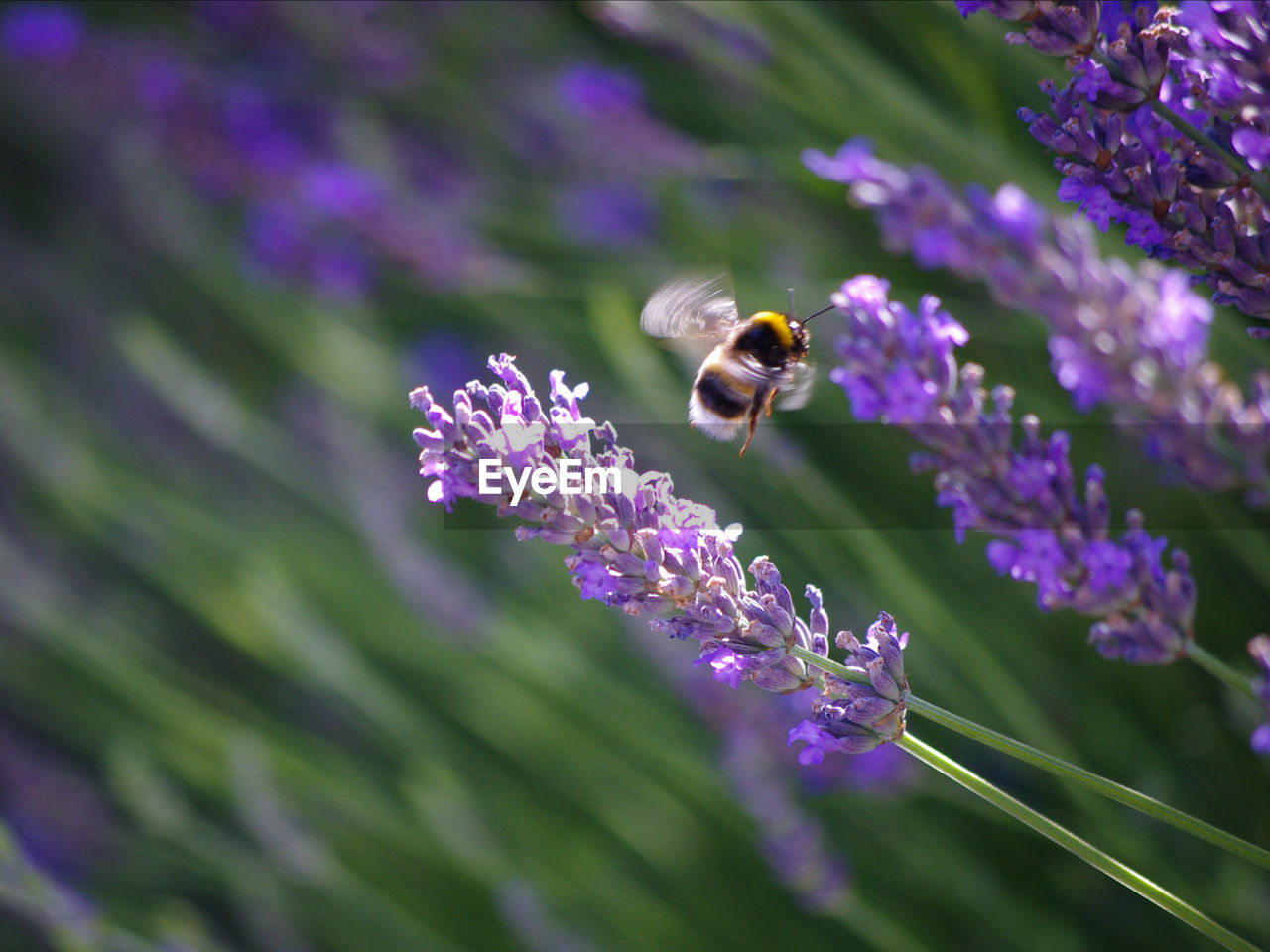 Close-up of bee pollinating on fresh purple flower