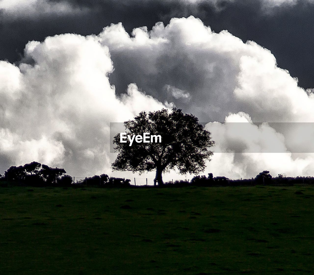 TREE ON LANDSCAPE AGAINST SKY