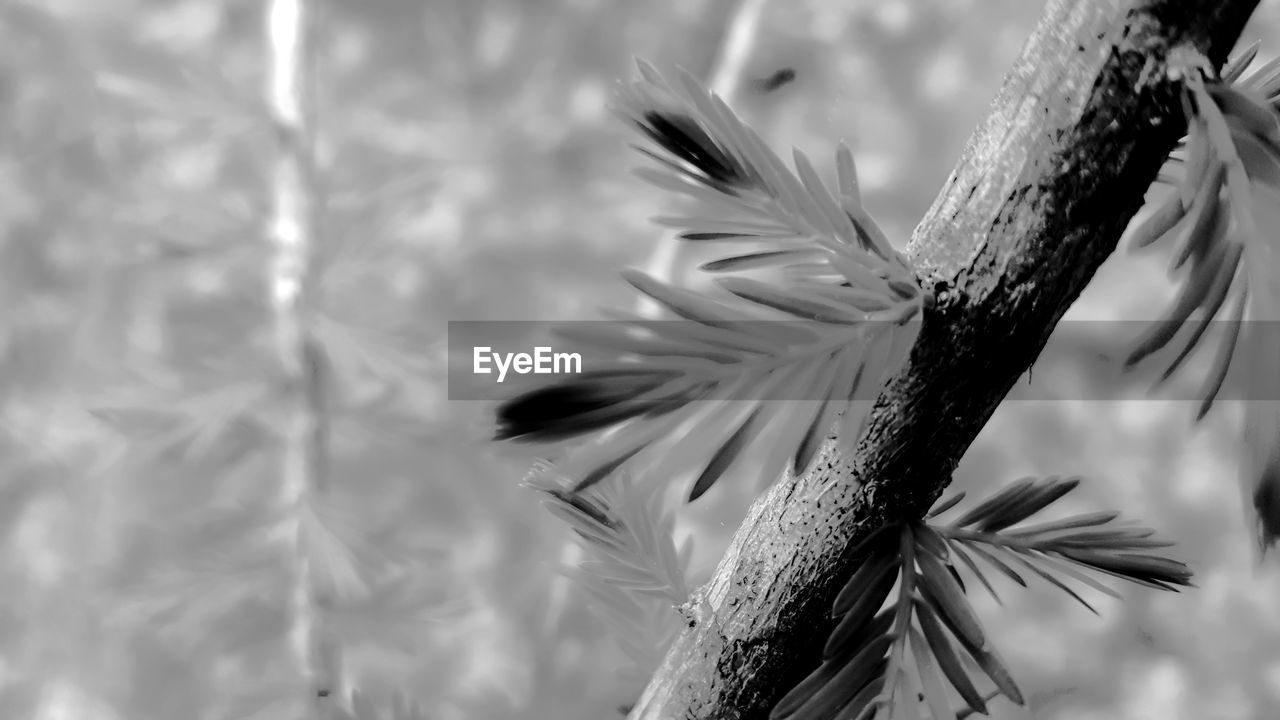 Close-up of pine tree