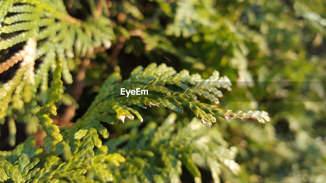 CLOSE-UP OF FRESH GREEN PLANT