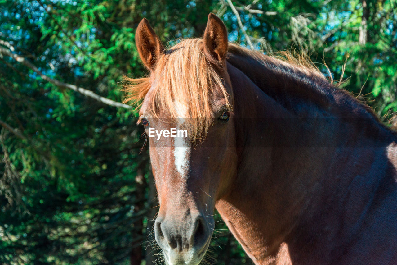 Close-up of a horse