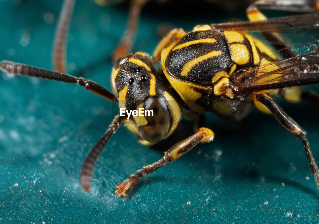 MACRO SHOT OF BEES