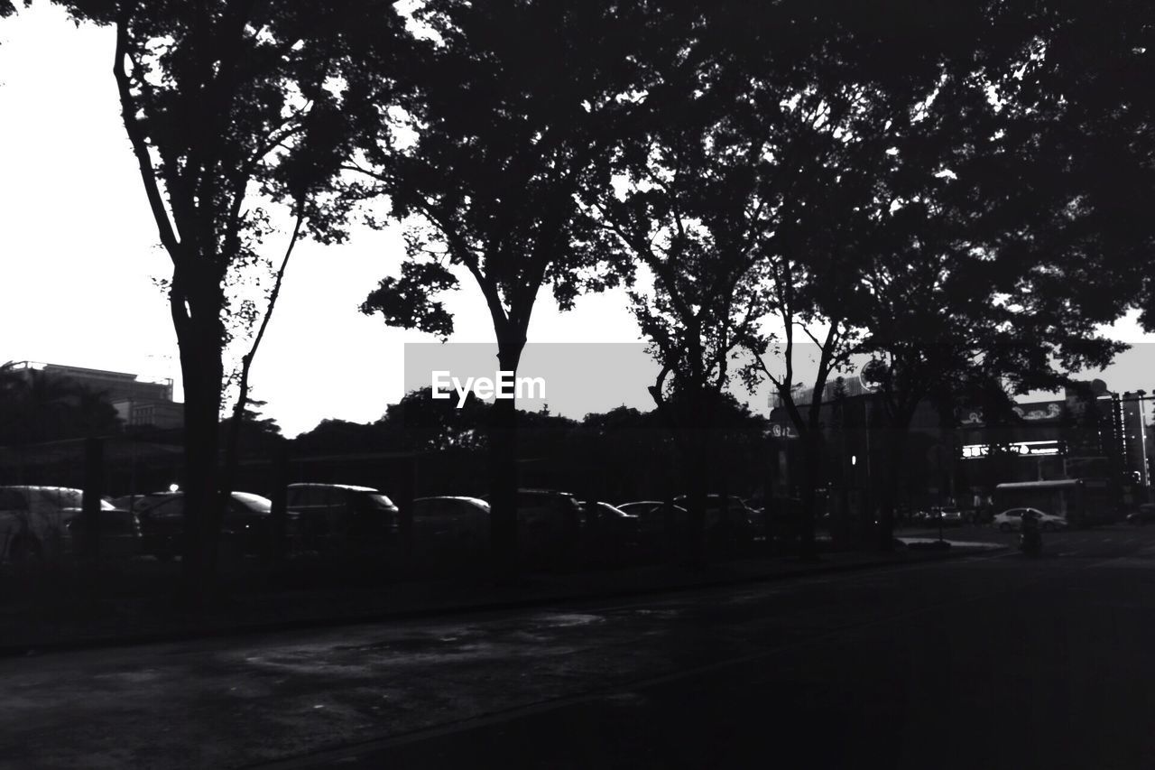 VIEW OF TREES ALONG ROAD