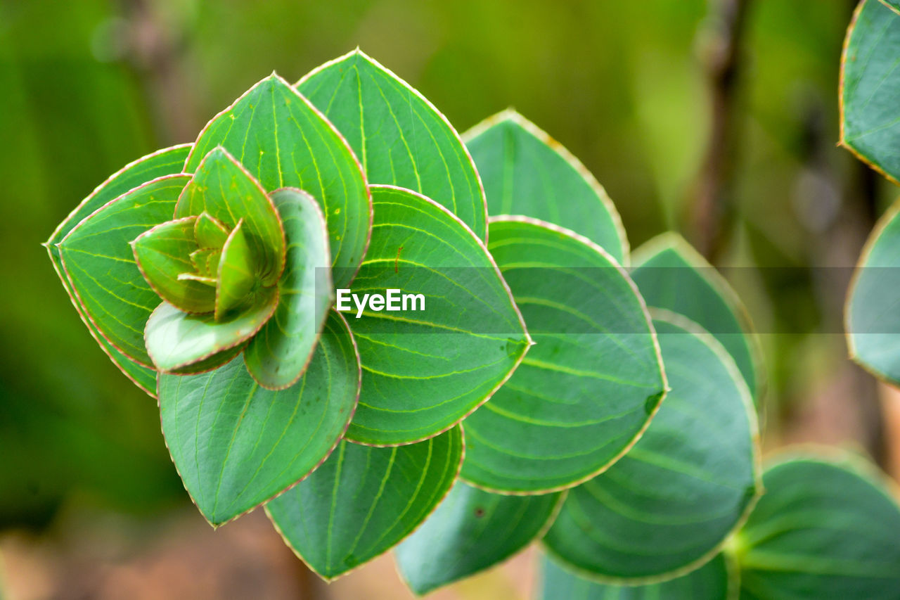 Close-up of green leaves