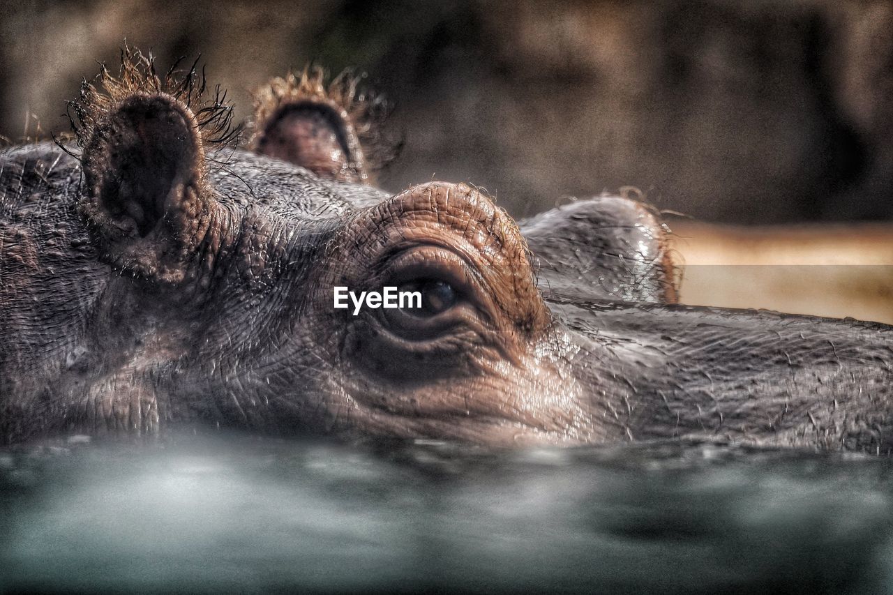 Close-up portrait of a hippopotamus 