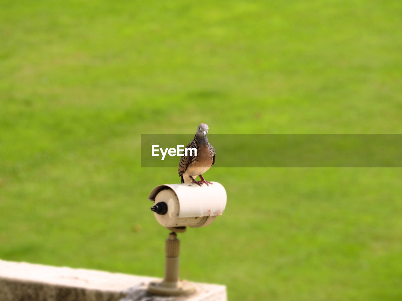 CLOSE-UP OF BIRD PERCHING ON A METAL