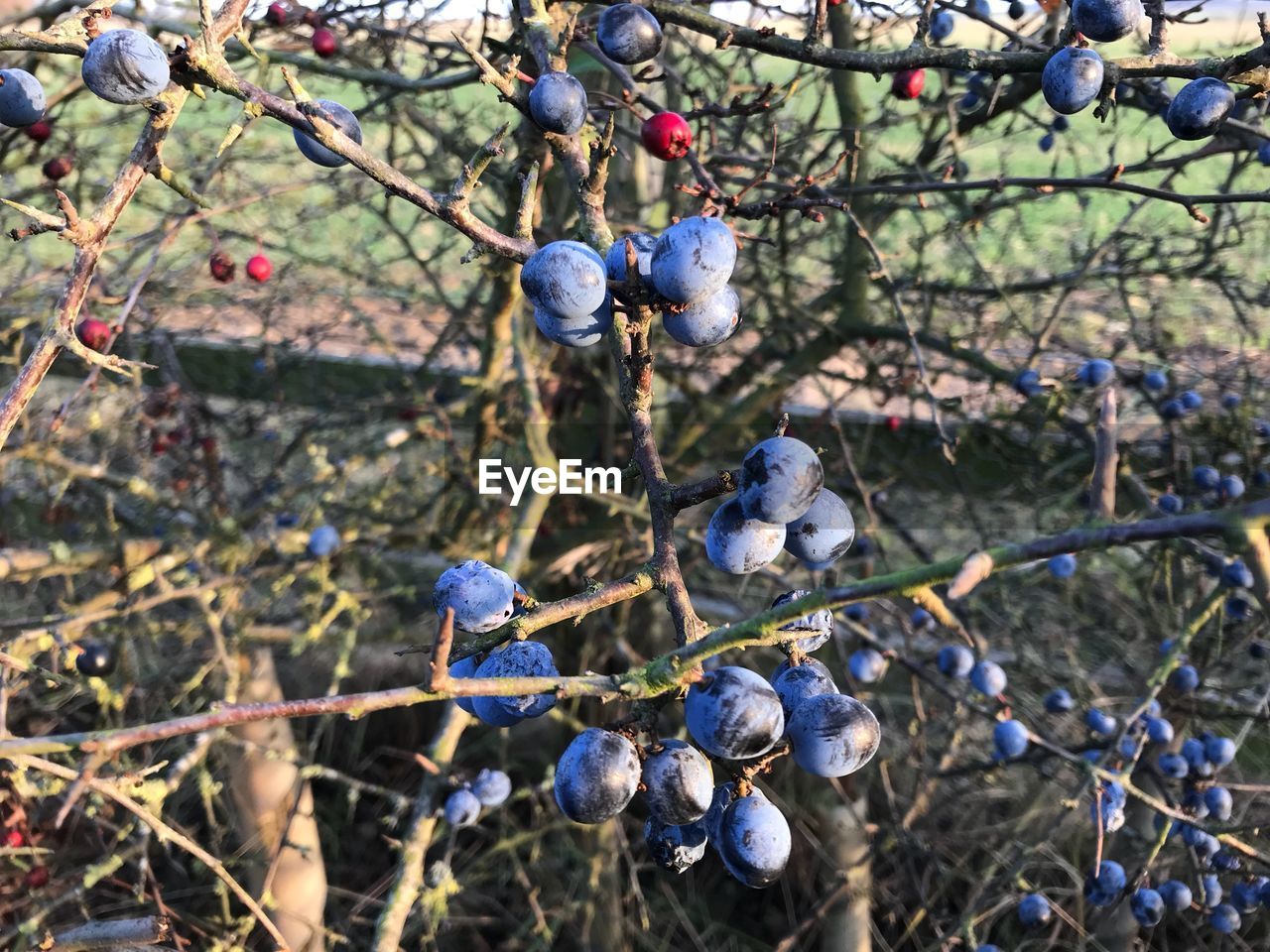 CLOSE-UP OF FRUITS ON TREE