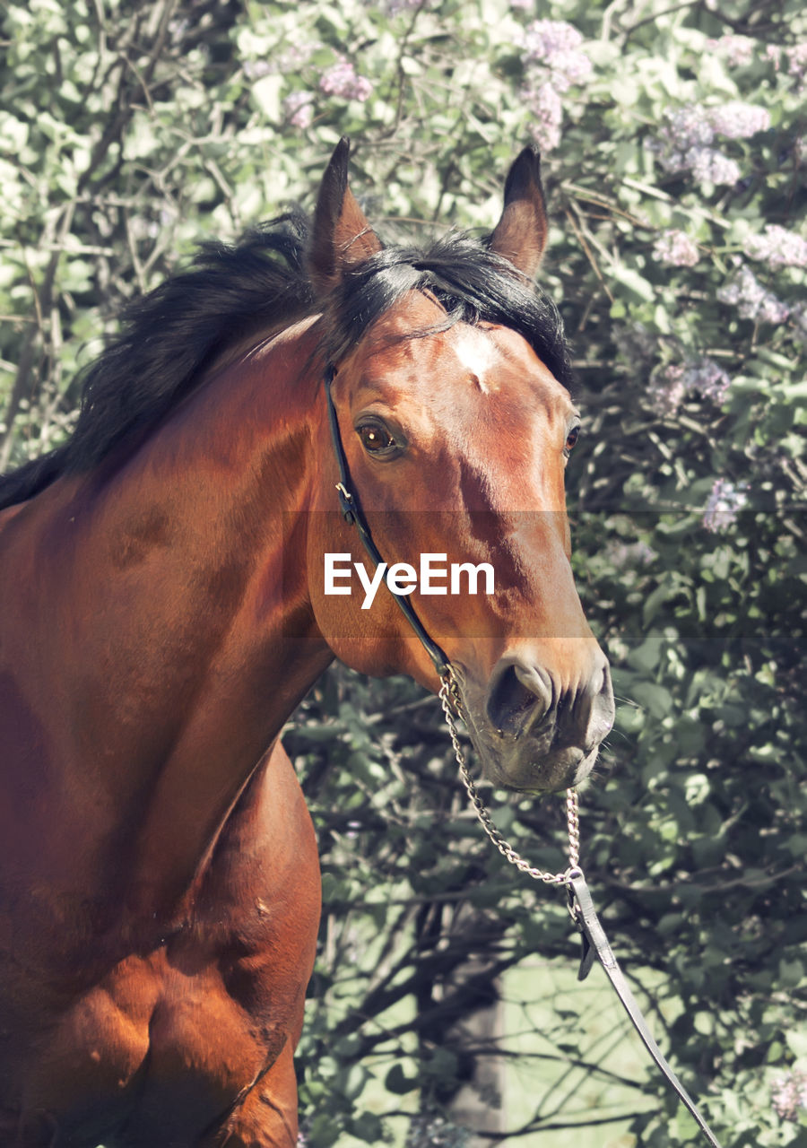 Brown horse standing against trees