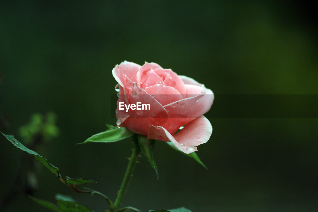 CLOSE-UP OF ROSE BUD