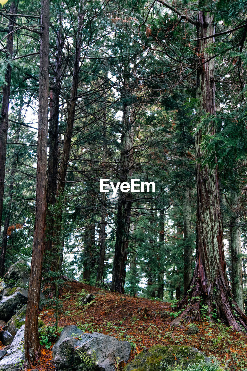 Low angle view of trees in forest