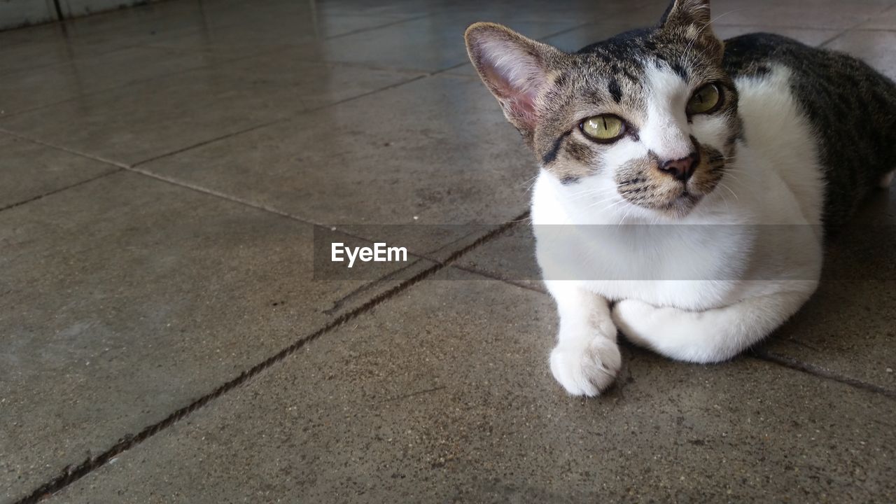 Close-up portrait of cat sitting