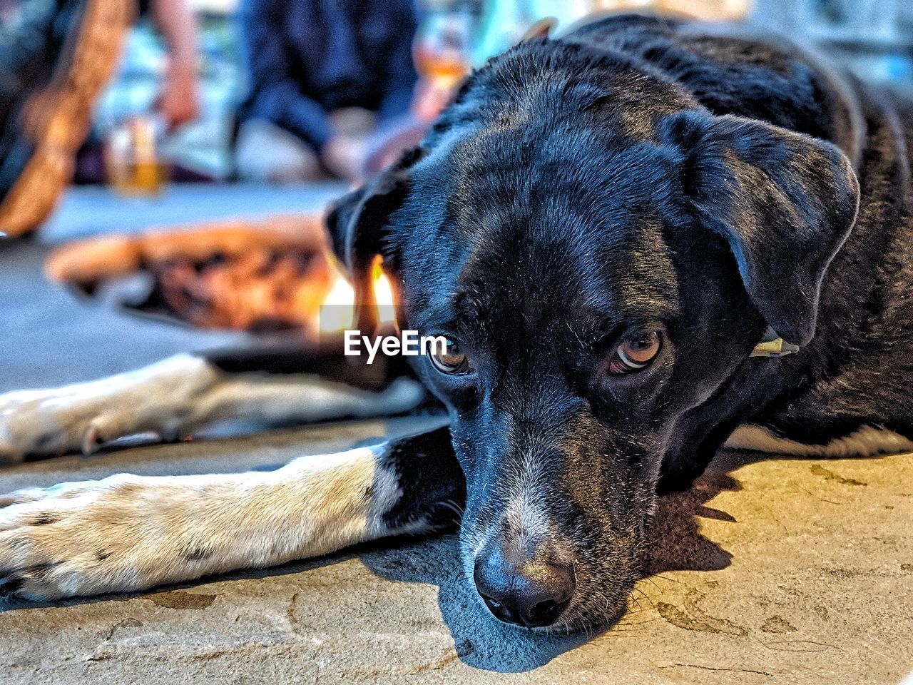 Close-up portrait of dog resting outdoors