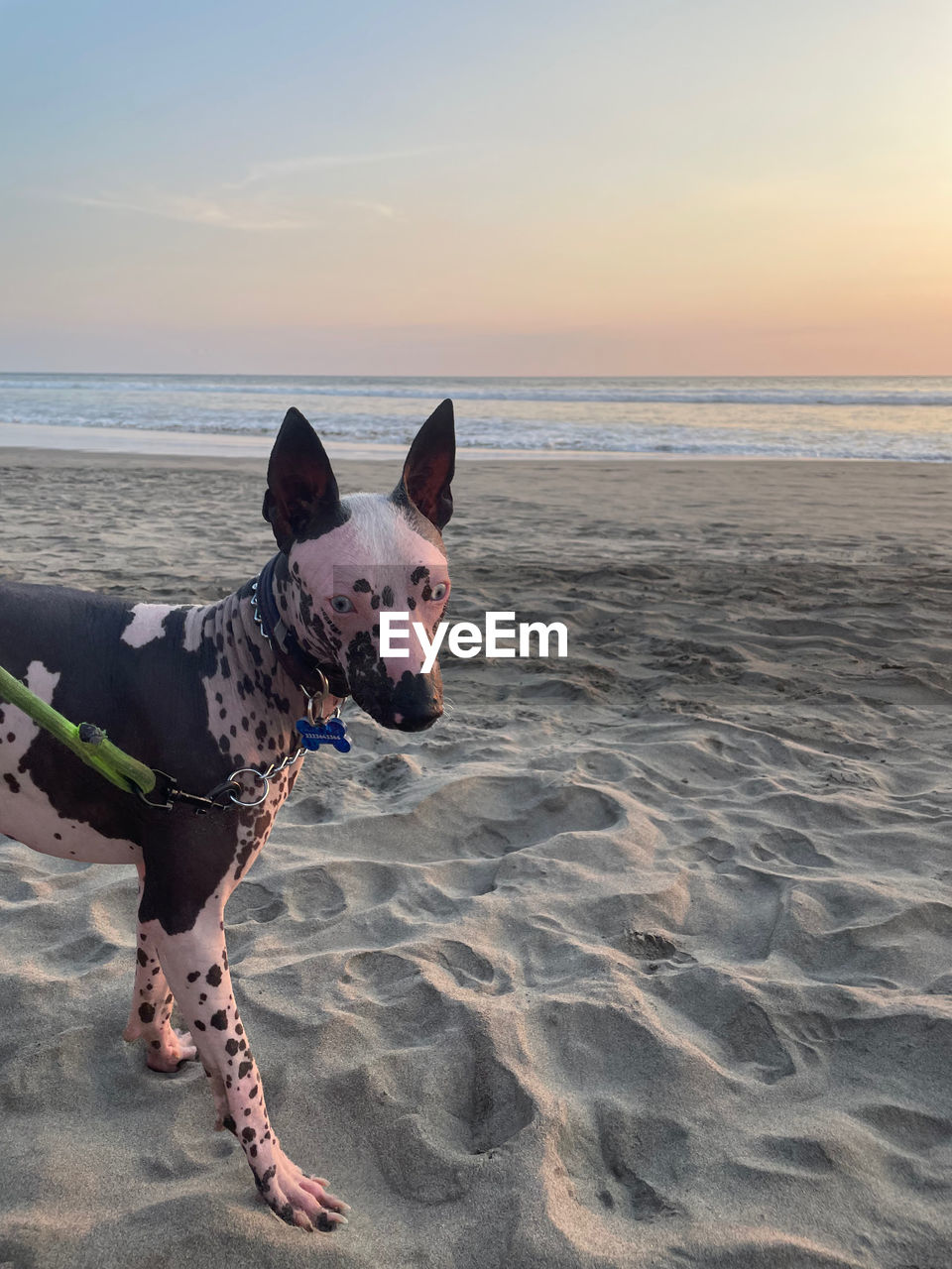 sea, beach, sky, land, dog, domestic animals, pet, canine, water, animal, mammal, animal themes, horizon, one animal, horizon over water, nature, sunset, sand, beauty in nature, scenics - nature, full length, motion, ocean, french bulldog, outdoors, tranquility, one person, copy space