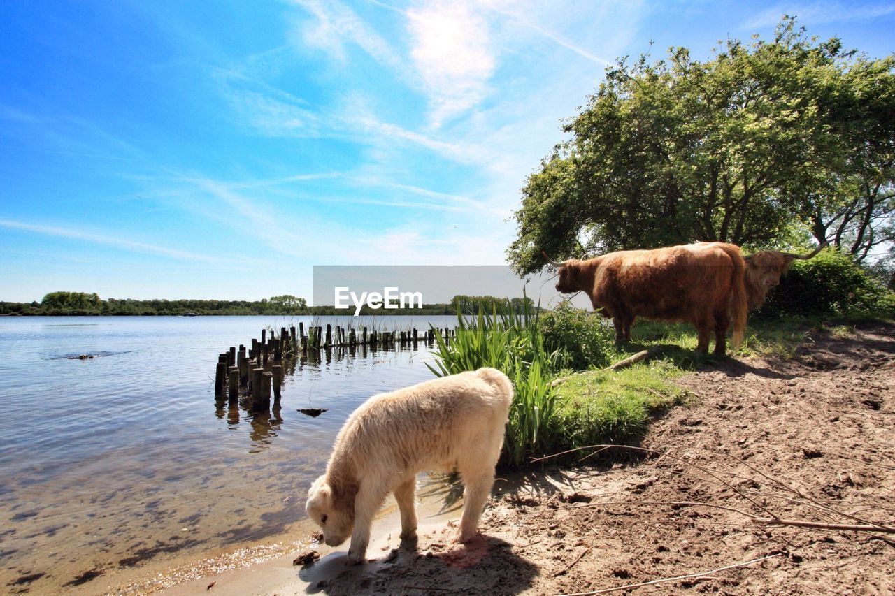 Yaks and calf by river against sky