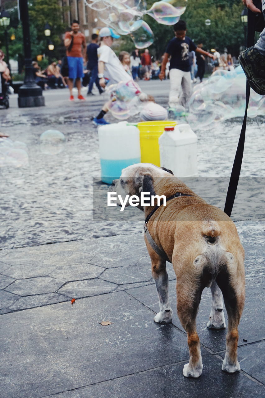 Rear view of dog with pet leash standing on footpath