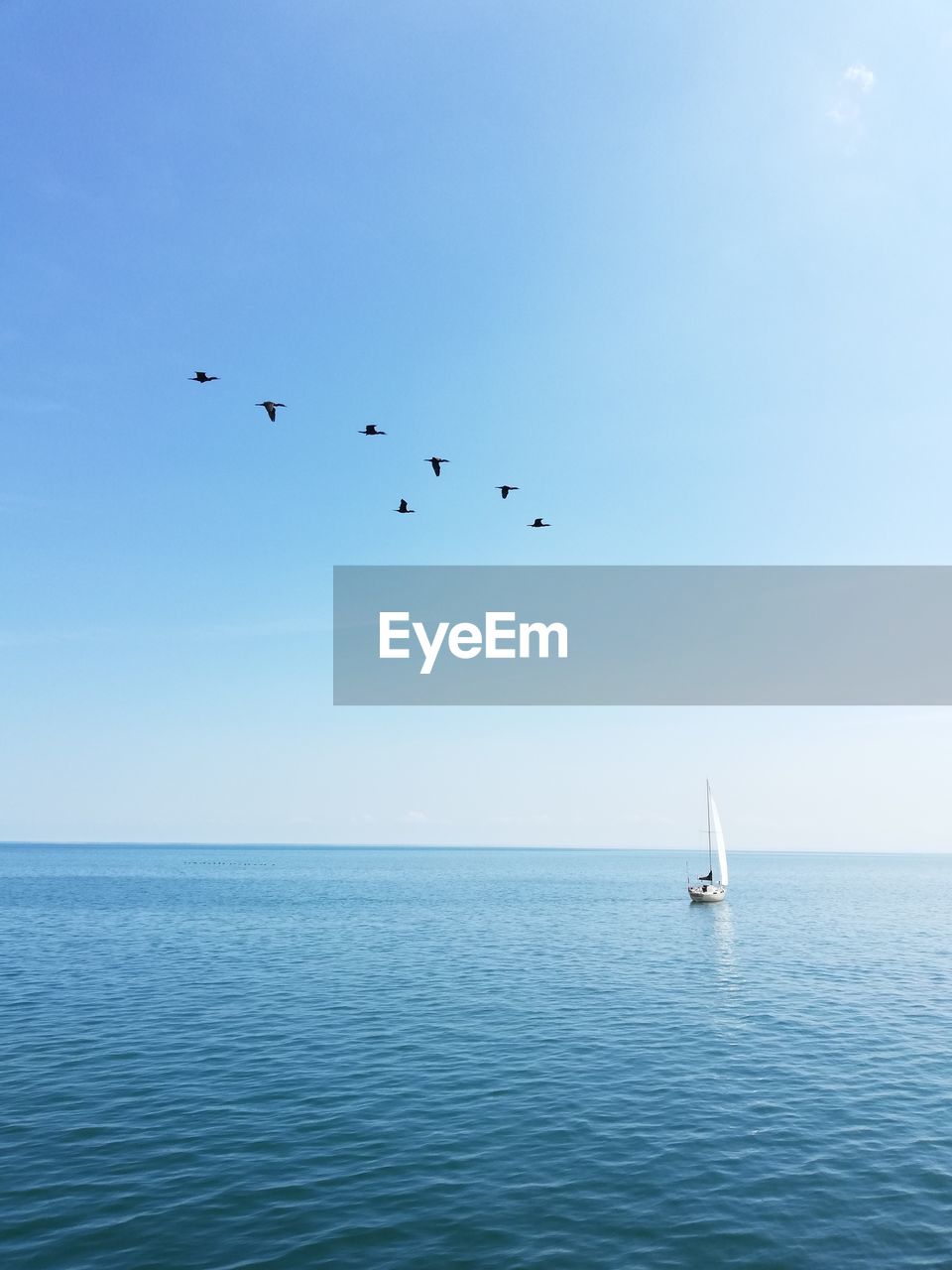 Birds flying over sea against clear sky