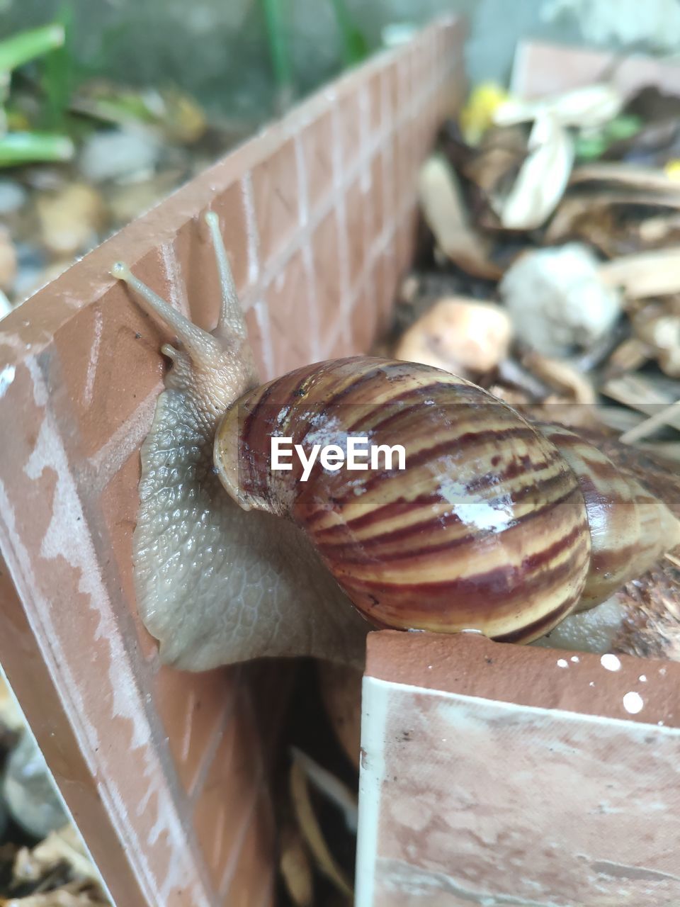 CLOSE-UP OF SNAIL ON ROCK