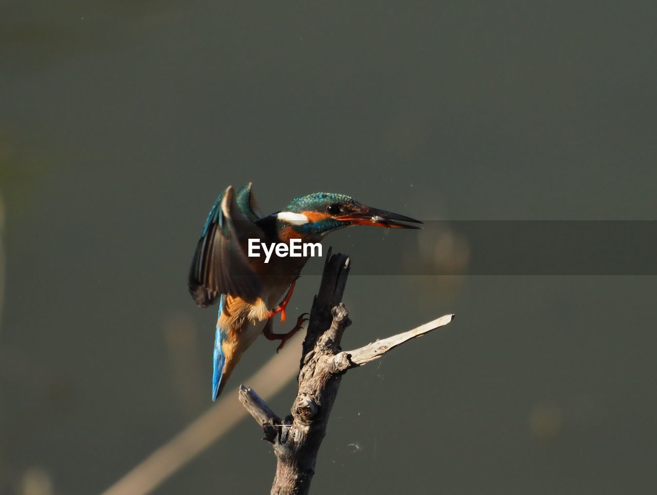 VIEW OF BIRD PERCHING ON BRANCH