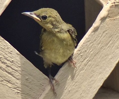 CLOSE-UP VIEW OF ANIMAL