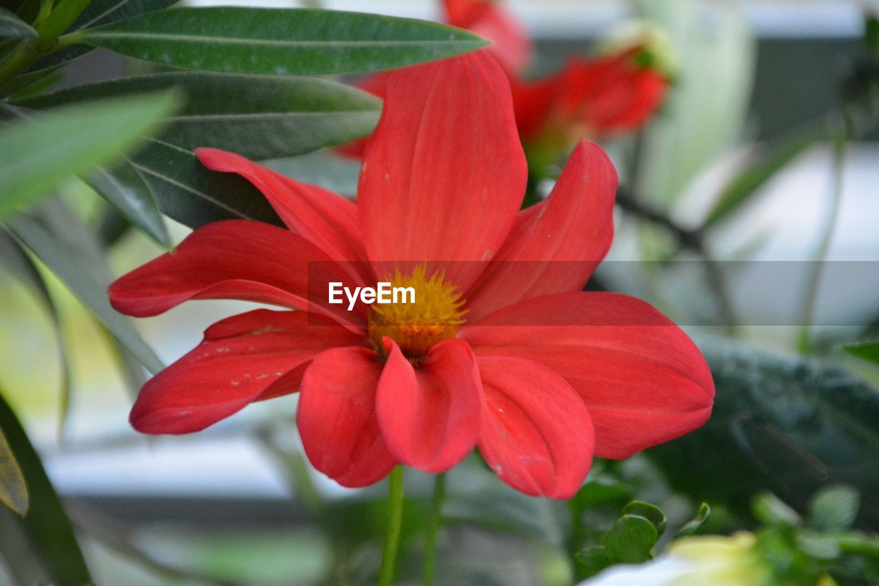 Close-up of red hibiscus blooming outdoors