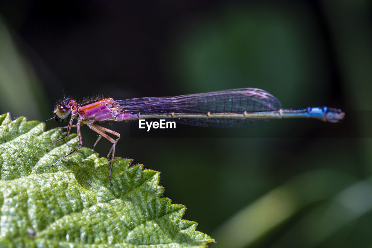 Close-up of a beautiful damselfly resting  on a leaf